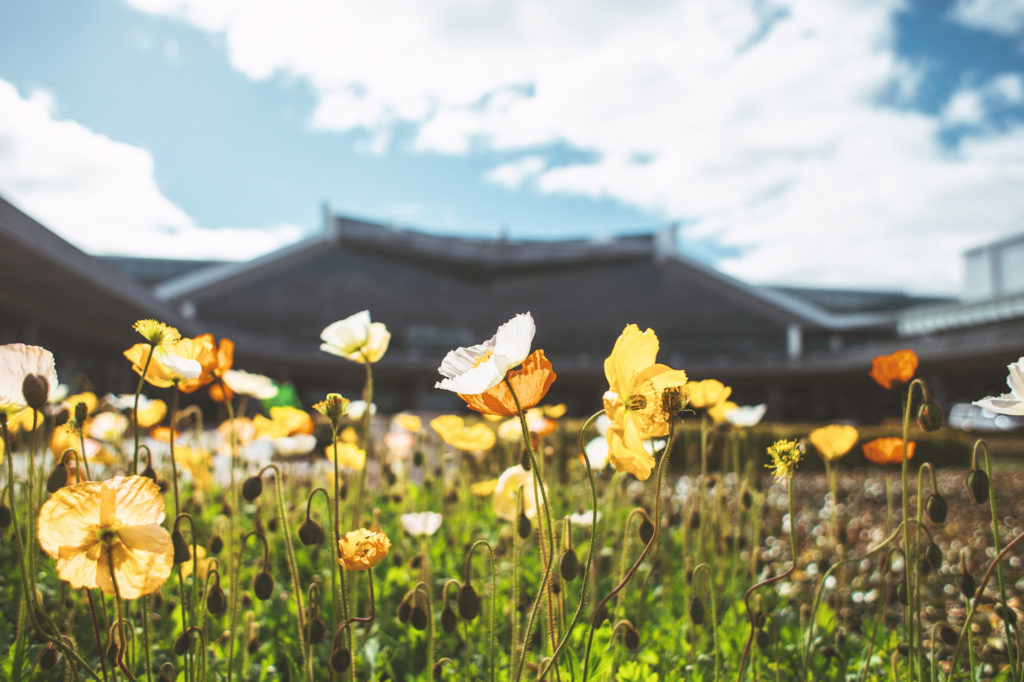 Image for Floriade Reimagined at Canberra Airport