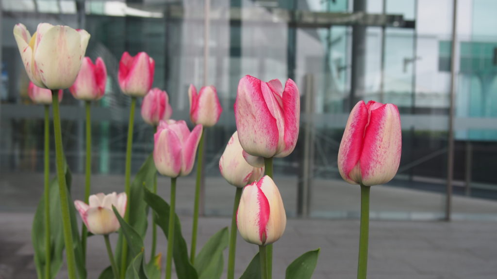 Image for We are celebrating Spring with Floriade!