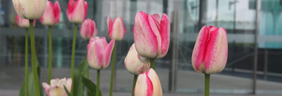 We are celebrating Spring with Floriade! Image for We are celebrating Spring with Floriade!