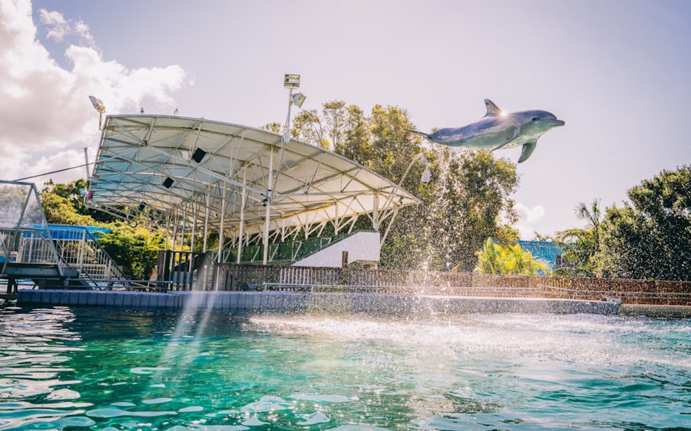 Image for Dolphin juming out of water