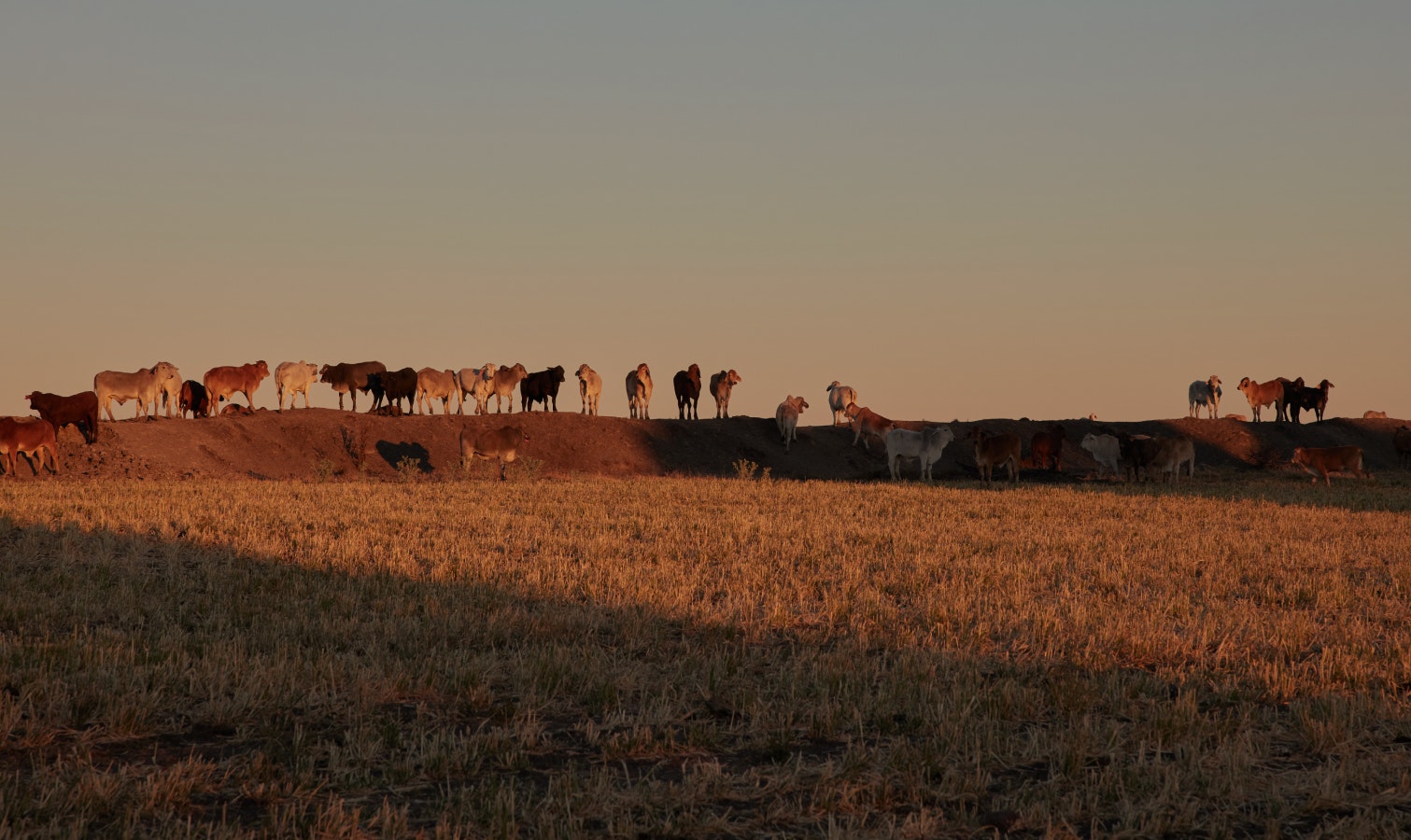 Our Livestock Team