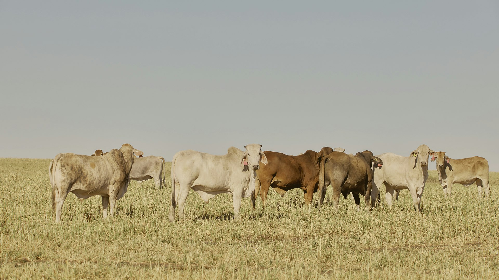 CATTLE PRICING GRIDS