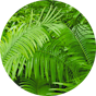 BuzziSkin Printed Jungle