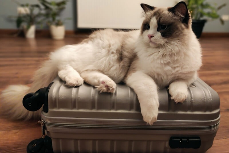 Transport