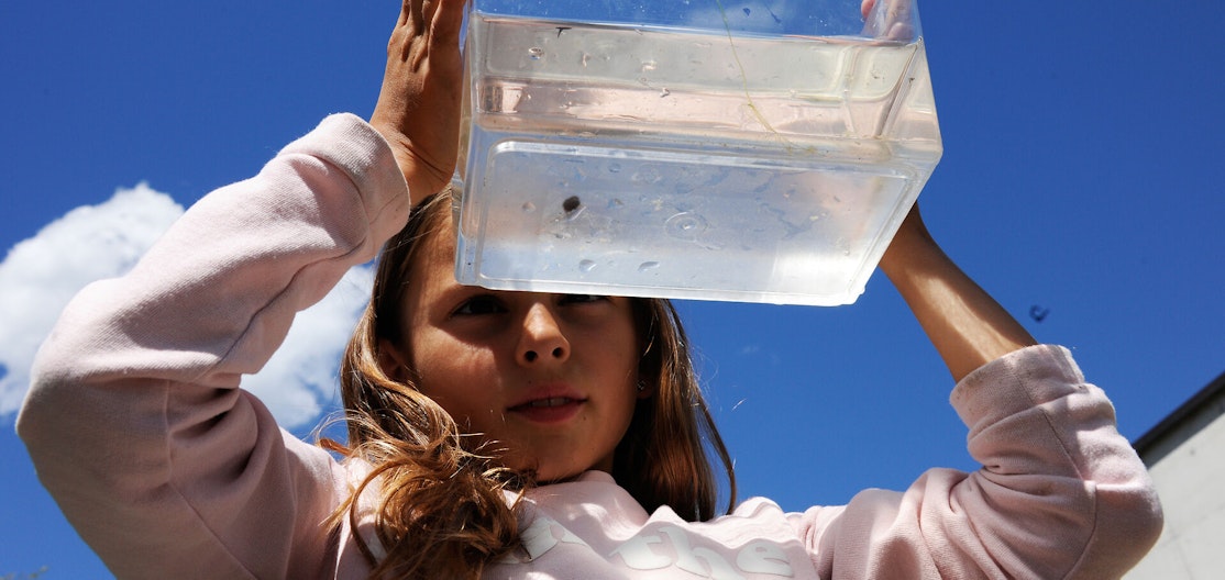 Une enfant examine un bac rempli d'eau – Observation de la nature sous un ciel bleu Une fillette tient un bac transparent rempli d'eau sous un ciel radieux et observe son contenu avec curiosité