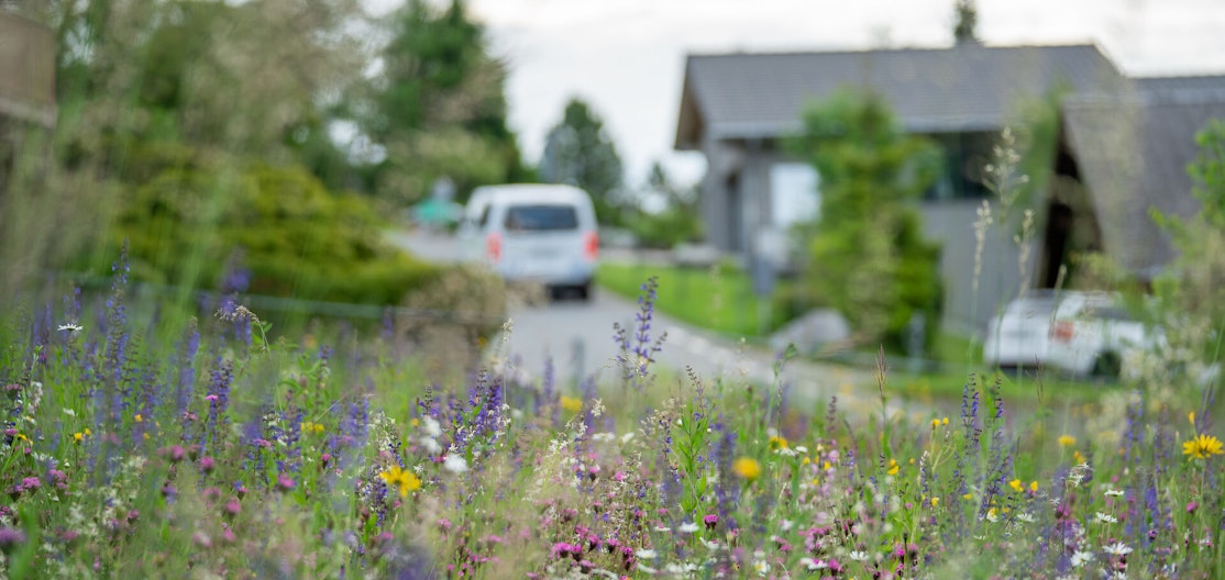 Prairie fleurie Prairie fleurie multicolore dans un quartier résidentiel avec maisons individuelles, rue et voitures