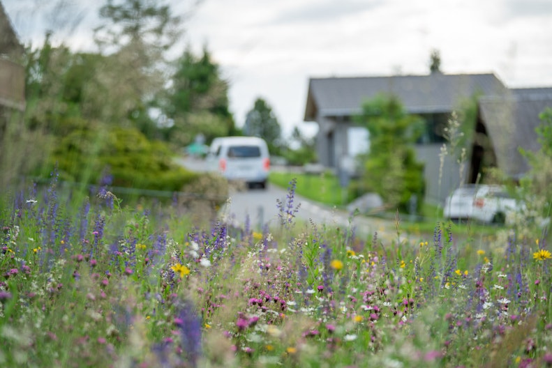 Eine bunte Blumenwiese in einer Siedlung mit Einfamilienhäusern, Strassen und Autos.