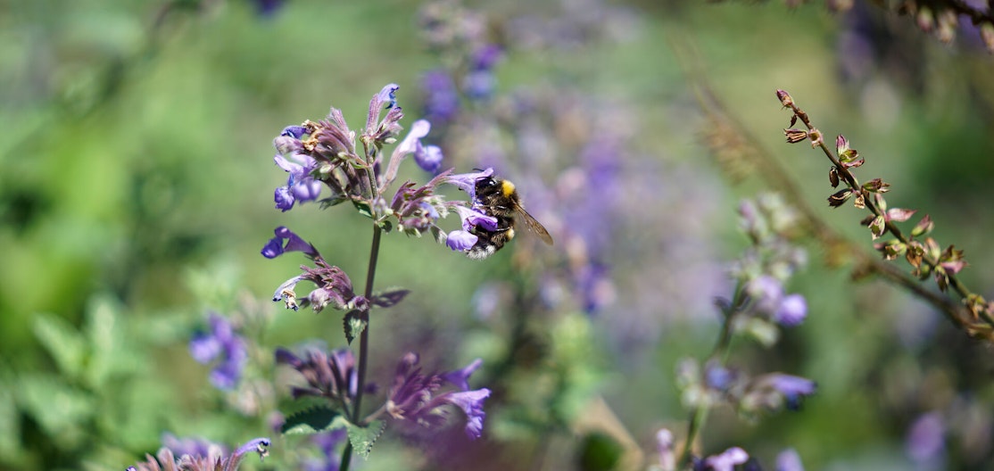 Hummel auf Katzenminze Eine Hummel sitzt auf der violetten Blüte einer Katzenminze