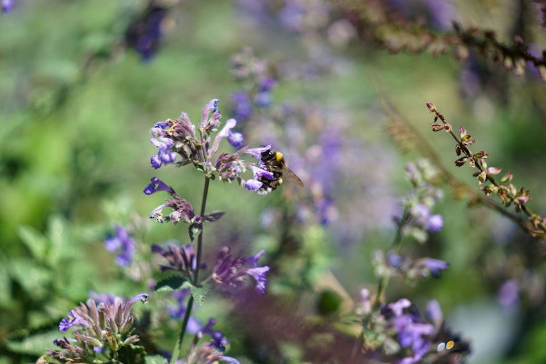 Eine Hummel sitzt auf der violetten Blüte einer Katzenminze