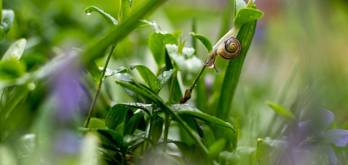 Schnecke im Garten Schnecke mit Häuschen auf grünen Gräsern voller Regentropfen