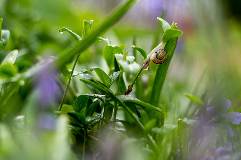 Schnecke mit Häuschen auf grünen Gräsern voller Regentropfen