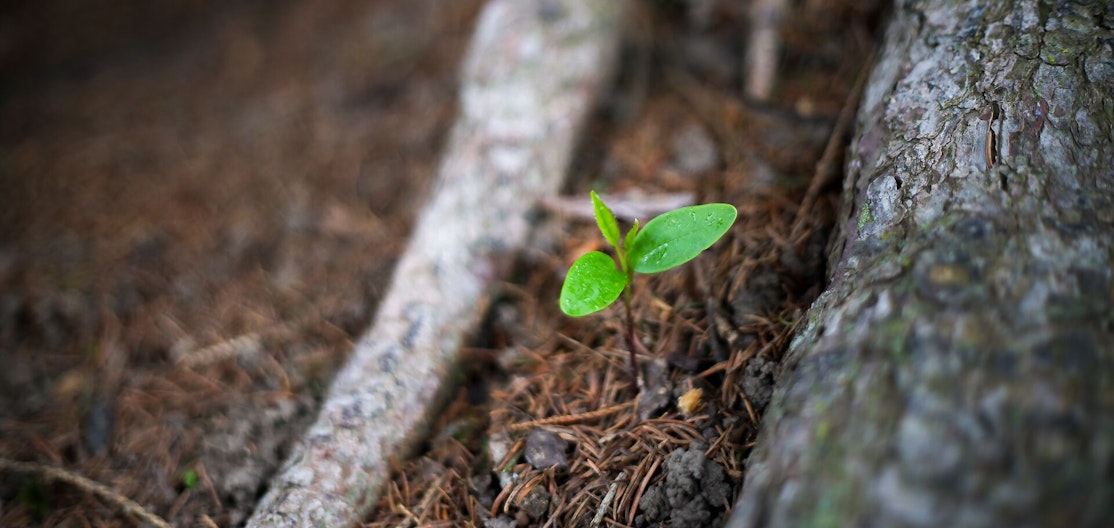 Sprössling Ein Sprössling wächst aus der Erde.