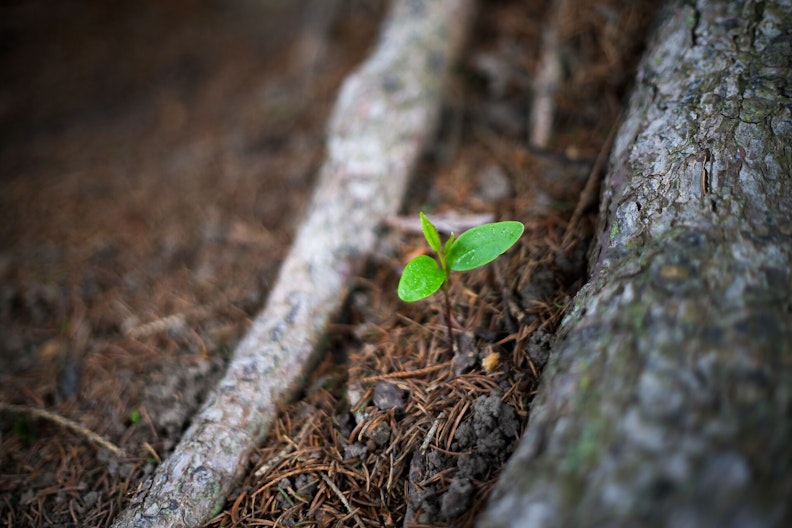 Ein Sprössling wächst aus der Erde.
