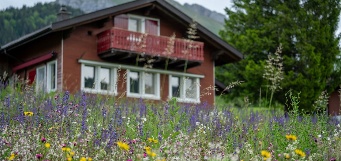 Blumenwiese im Siedlungsraum Eine farbige, biodiverse Blumenwiese vor einem Einfamilienhaus mit Berg im Hintergrund und Baum im Vordergrund.