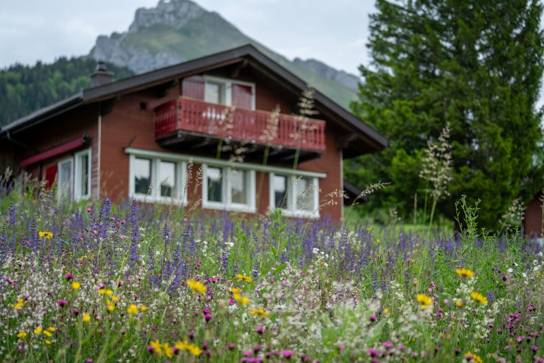 Eine farbige, biodiverse Blumenwiese vor einem Einfamilienhaus mit Berg im Hintergrund und Baum im Vordergrund.