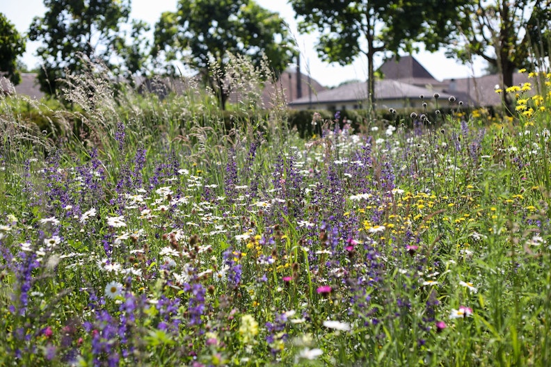 Blick auf eine bunt blühende Wildblumenwiese auf einem Friedhofsgelände.