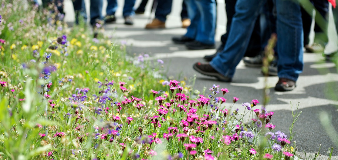 Kurstag Grünflächenpflege Eine bunt blühende Blumenwiese neben Asphalt, im Hintergrund die Beine von Kursteilnehmenden des Zertifikatlehrgangs Grünflächenpflege.