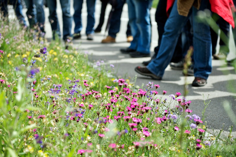 Eine bunt blühende Blumenwiese neben Asphalt, im Hintergrund die Beine von Kursteilnehmenden des Zertifikatlehrgangs Grünflächenpflege.