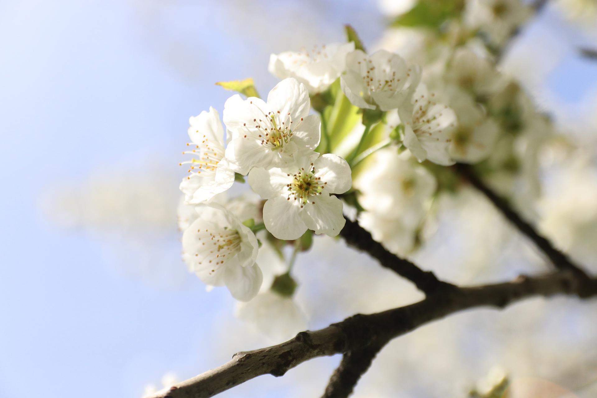 Fleur d'un cerisier au printemps.