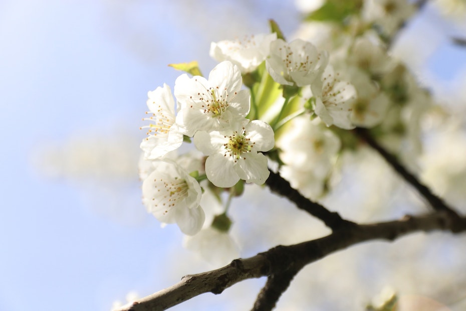 Blüte eines Kirschbaumes im Frühling.