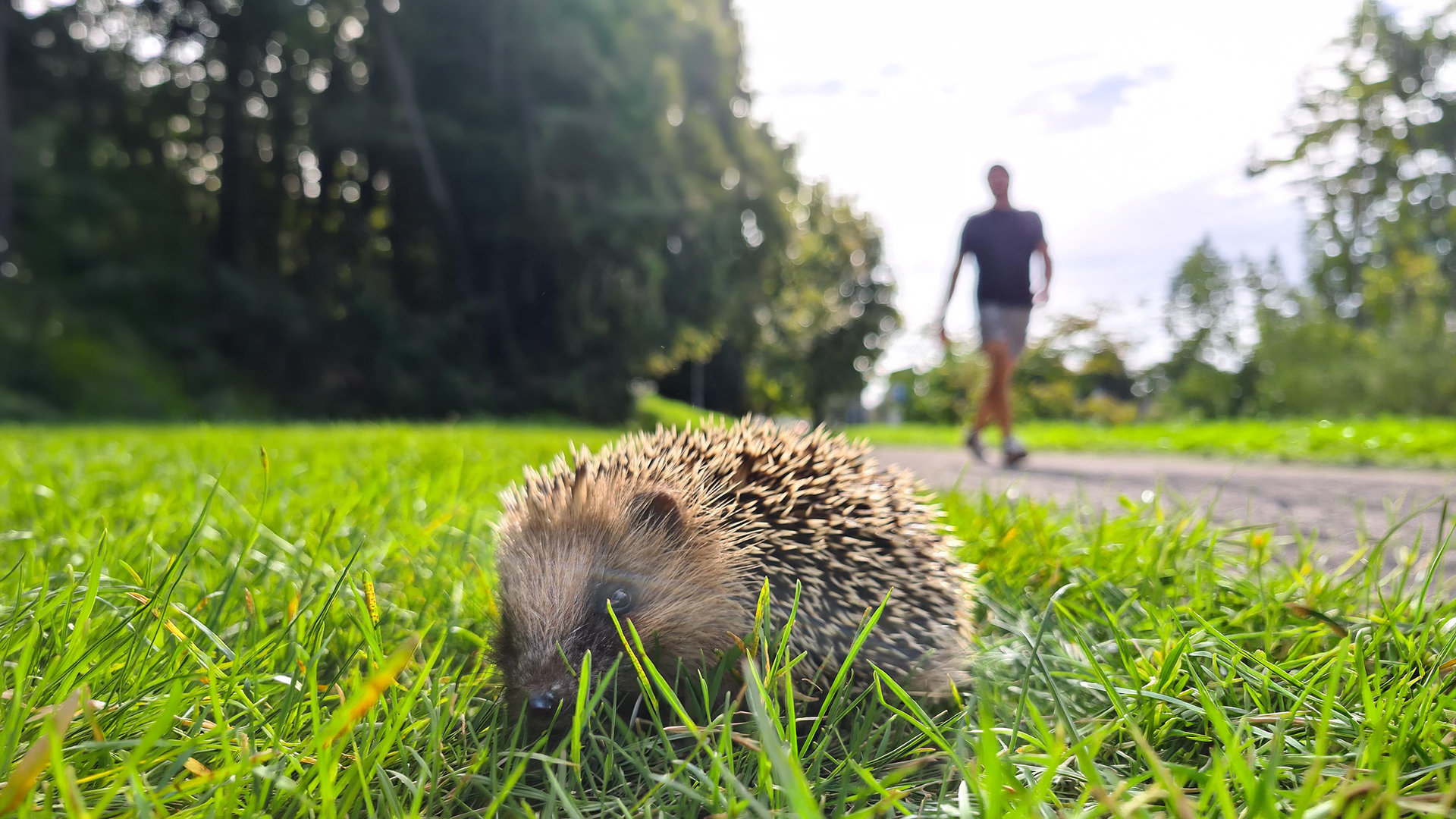 Ein junger Igel sitzt auf einer Rasenfläche, im Hintergrund ist ein Spaziergänger sichtbar.