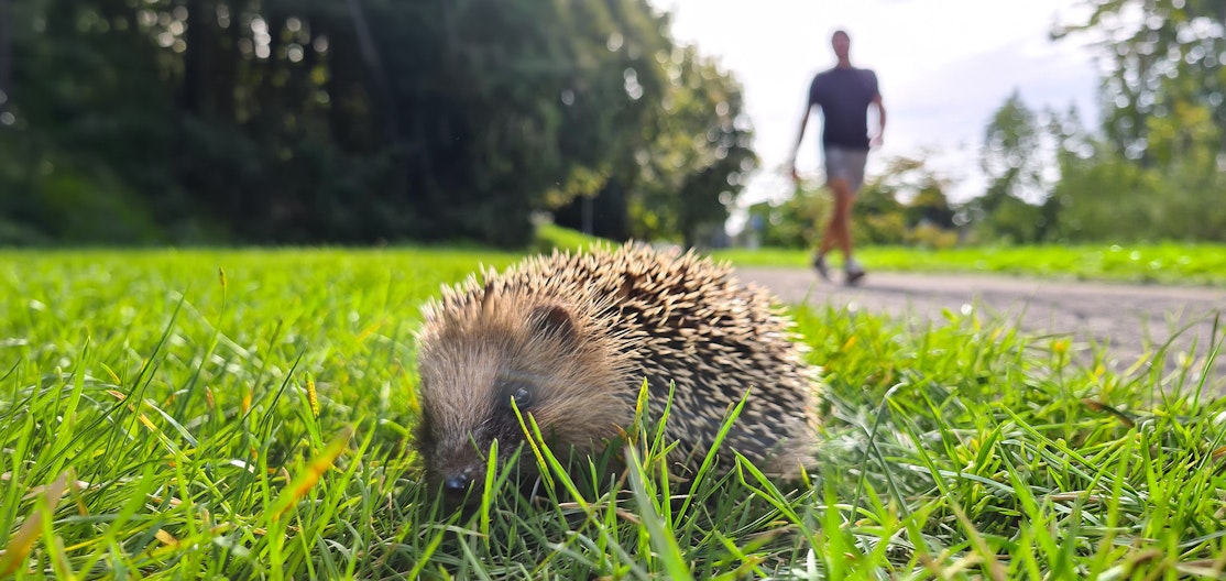 Igel im Park Ein junger Igel sitzt auf einer Rasenfläche, im Hintergrund ist ein Spaziergänger sichtbar.