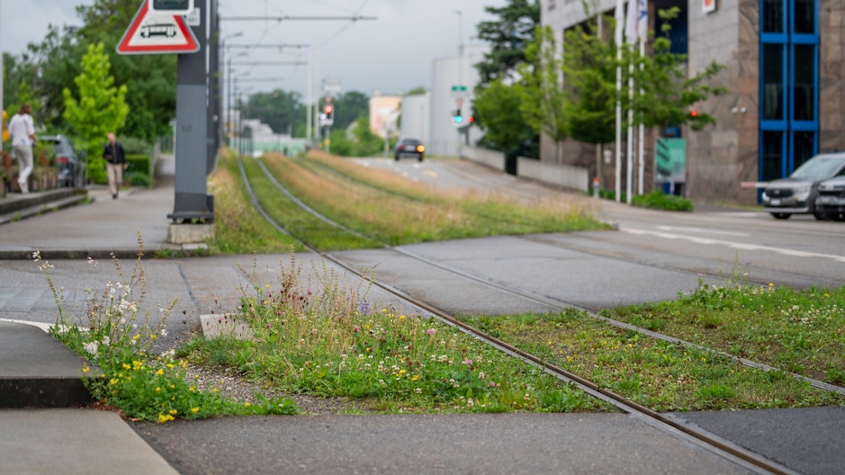 Wiesenartig begrünte Gleise im städtischen Raum.
