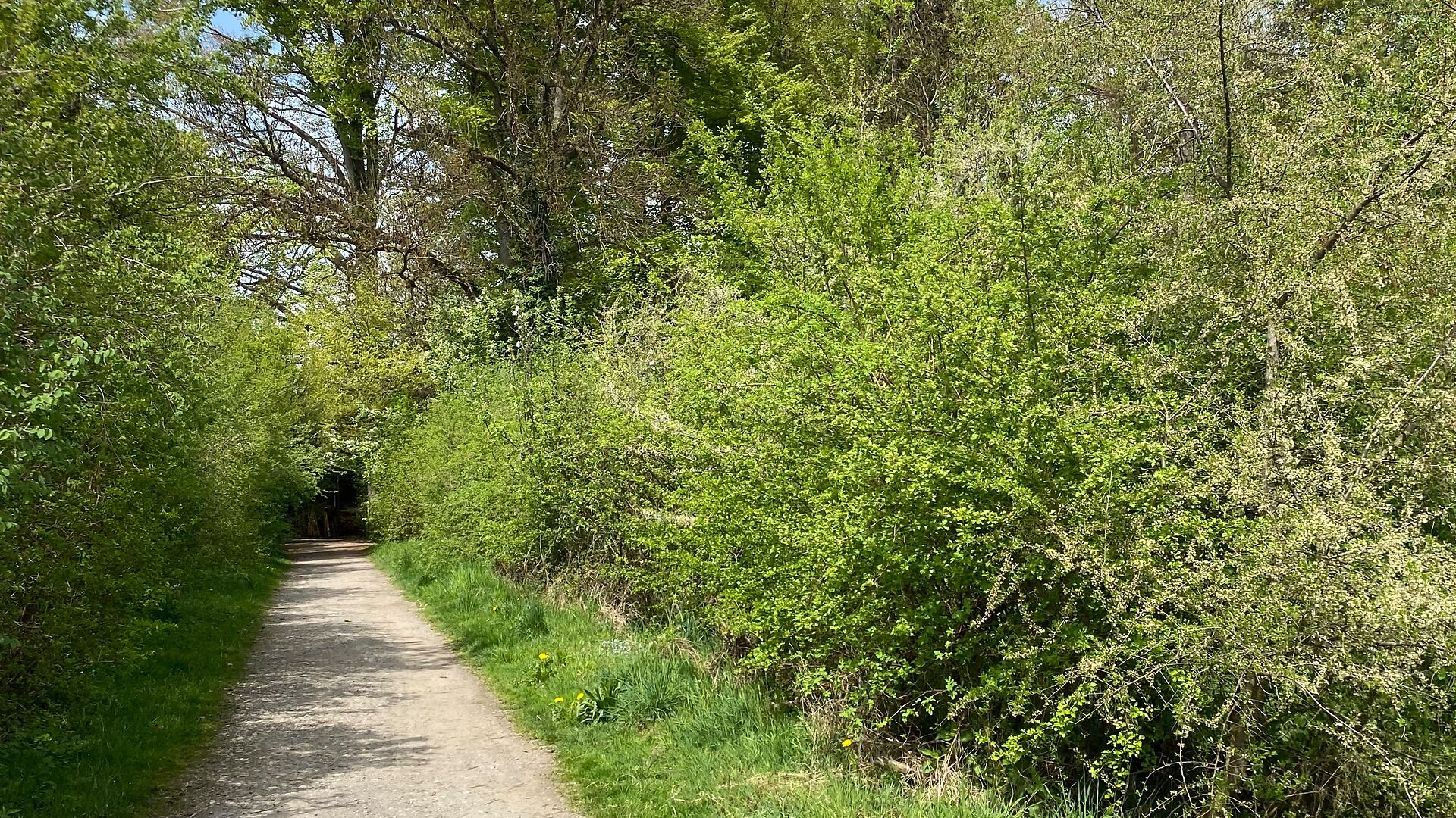 Ein Kiesweg wird links und rechts von einer grünen, naturnahen Hecke inklusive Wiesenstreifen eingefasst.