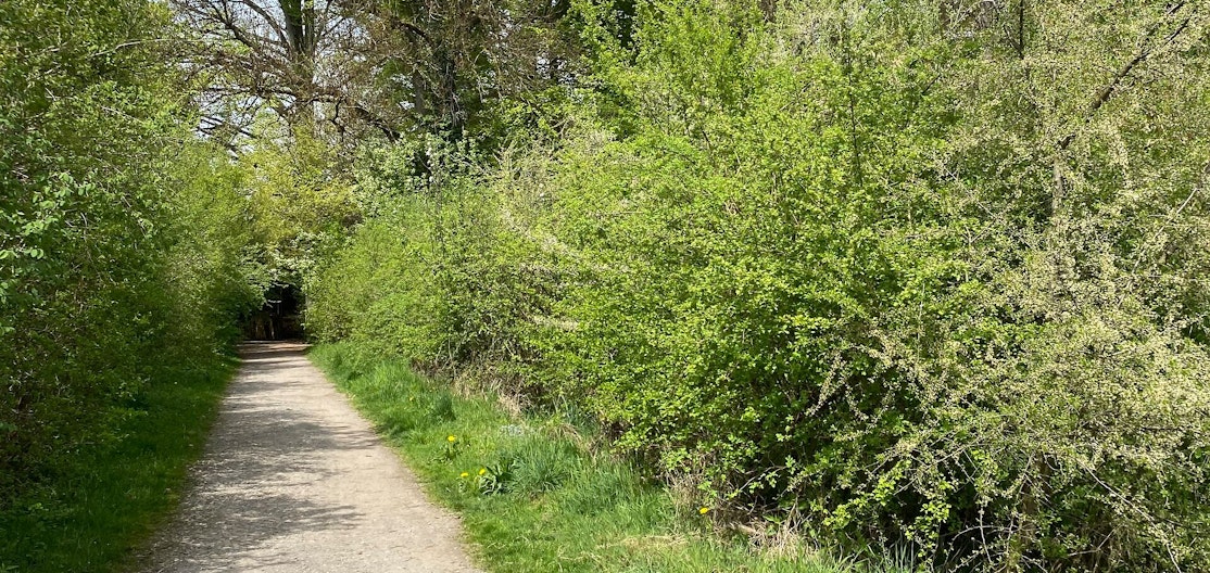 Wildhecke im Siedlungsraum Ein Kiesweg wird links und rechts von einer grünen, naturnahen Hecke inklusive Wiesenstreifen eingefasst.