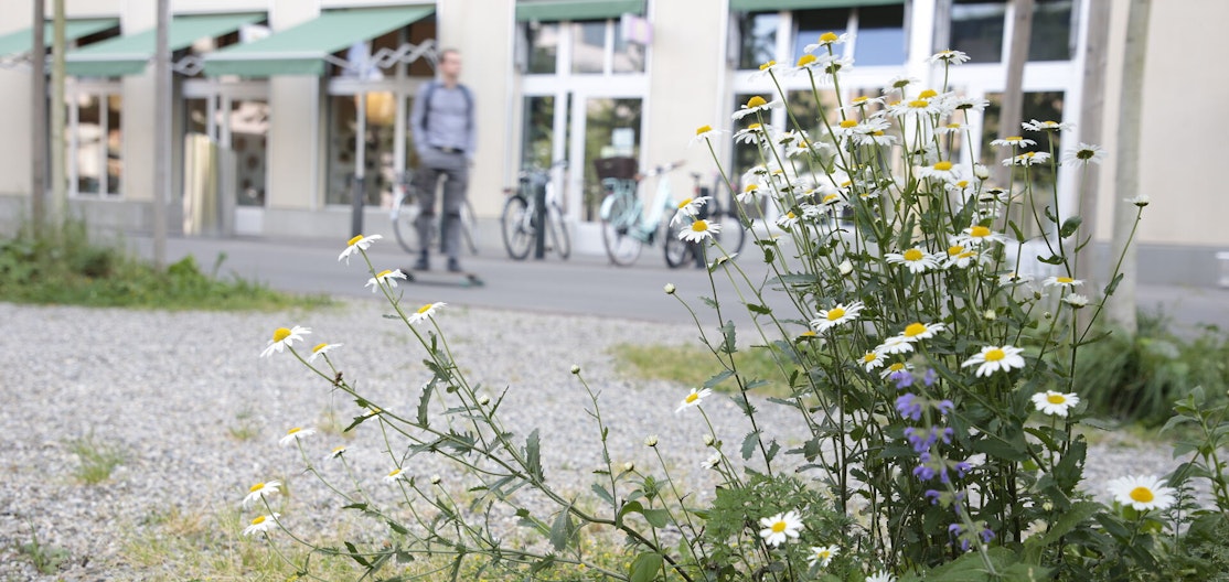 Durch Bäume schattierter Kiesplatz Ein Kiesplatz, schattiert durch Bäume. Unter den Bäumen wachsen Wiesensalbei und Wiesenmargerite.