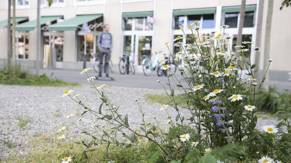 Ein Kiesplatz, schattiert durch Bäume. Unter den Bäumen wachsen Wiesensalbei und Wiesenmargerite.
