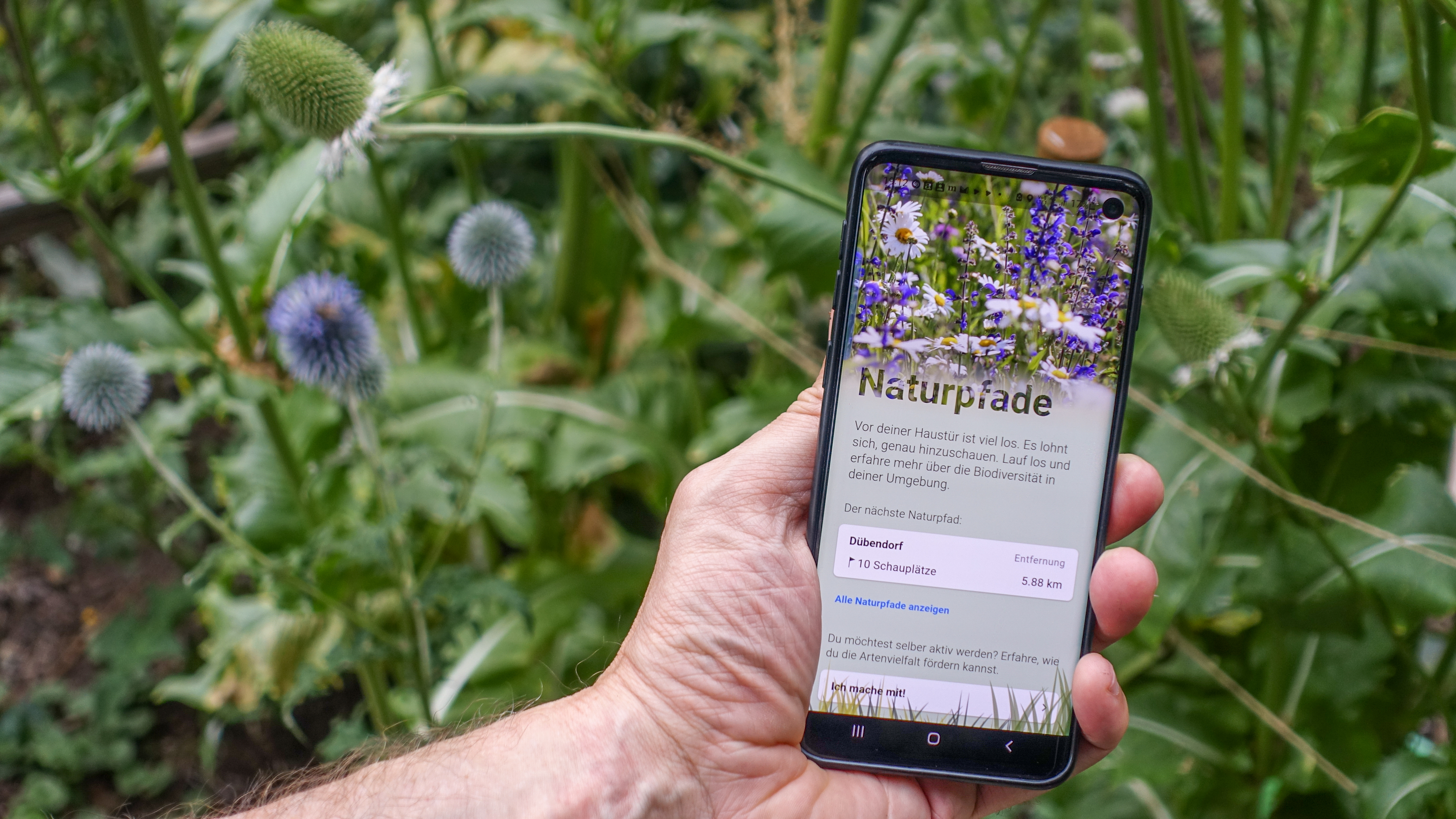 Eine Hand hält ein Smartphone hoch, auf dem die Naturpfade-App geöffnet ist
