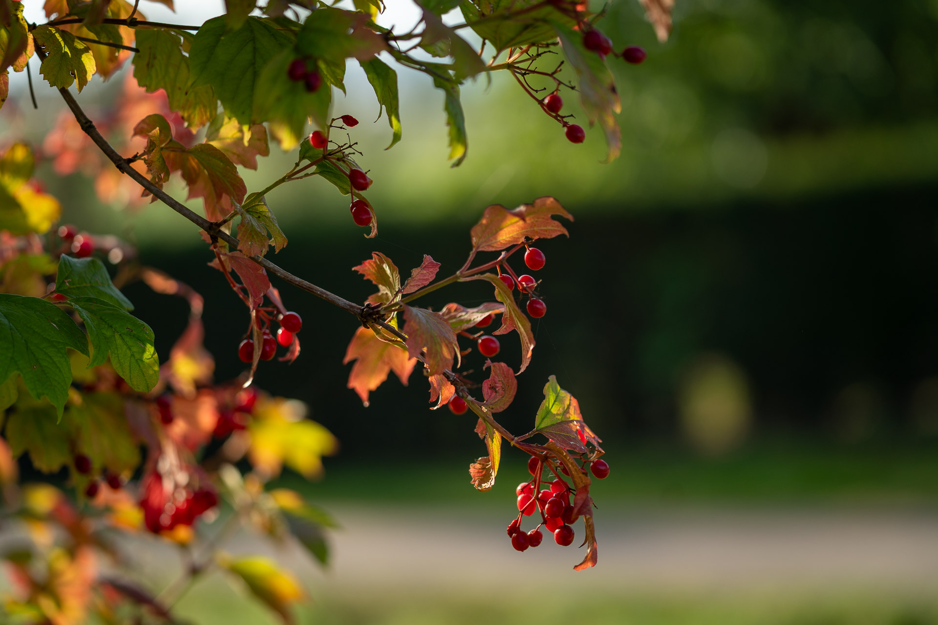 Eine wilde Hecke im Herbst mit orangen Blättern und roten Beeren