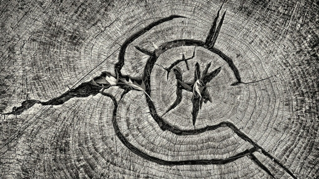 Art piece - Abstract pattern of a tree stump