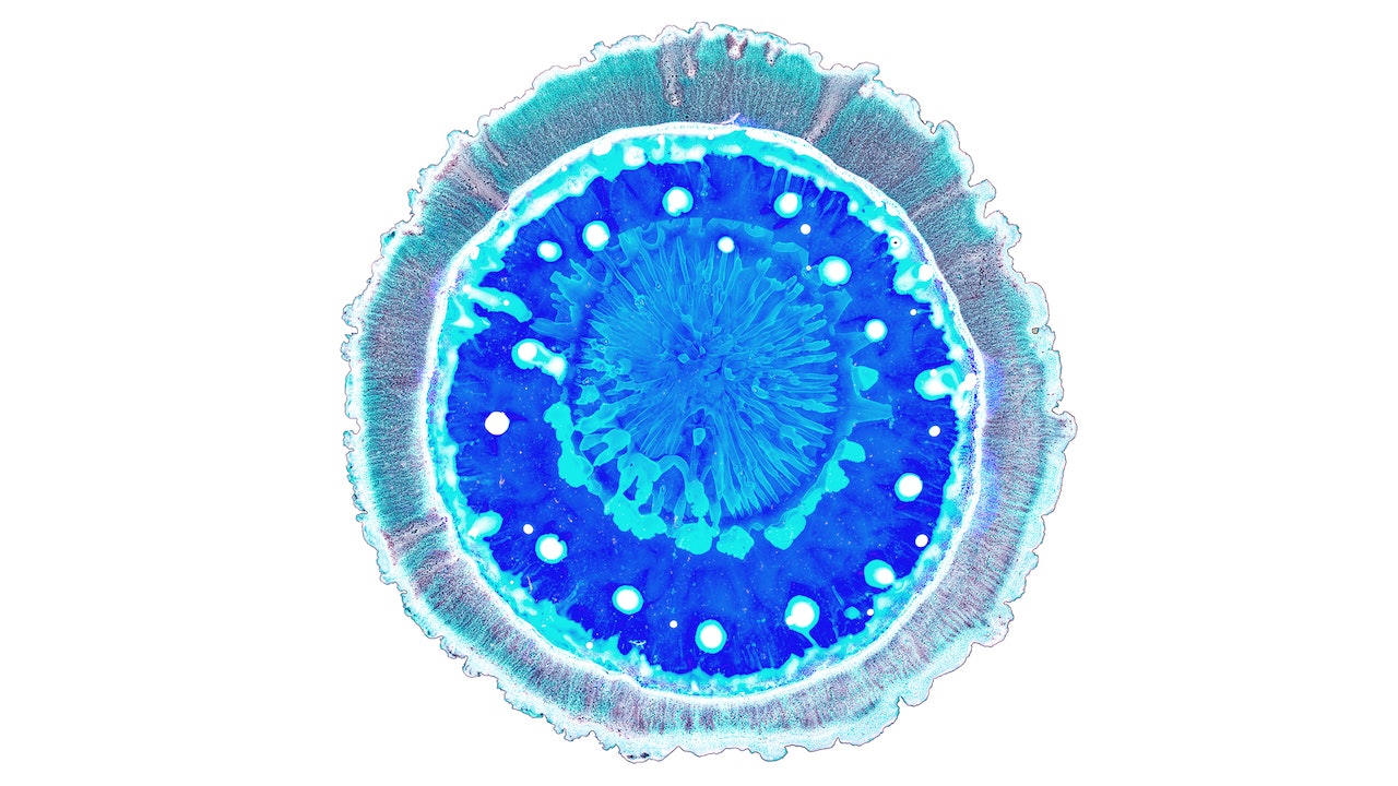 Blue bacteria culture, perfectly centered on a white background.