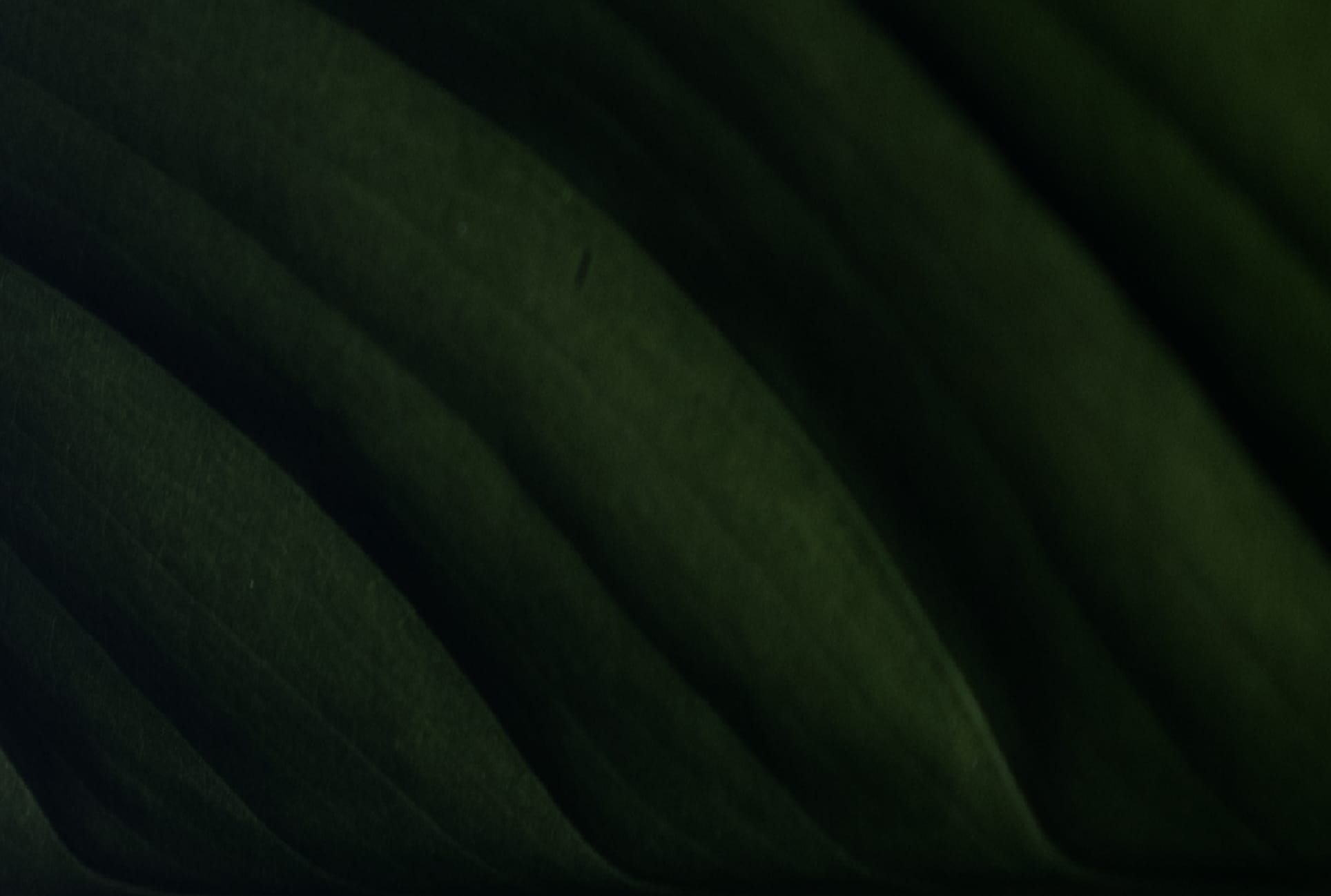 Dr. Cho | Integrated Aesthetics