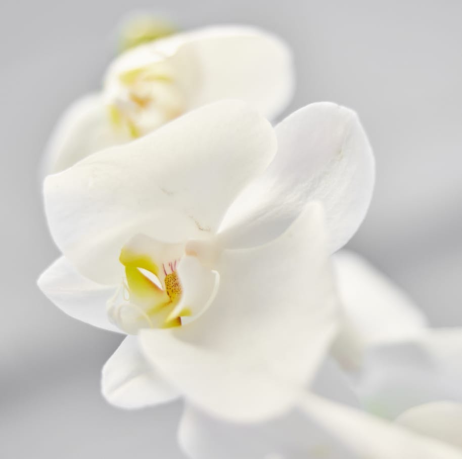 White Flower
