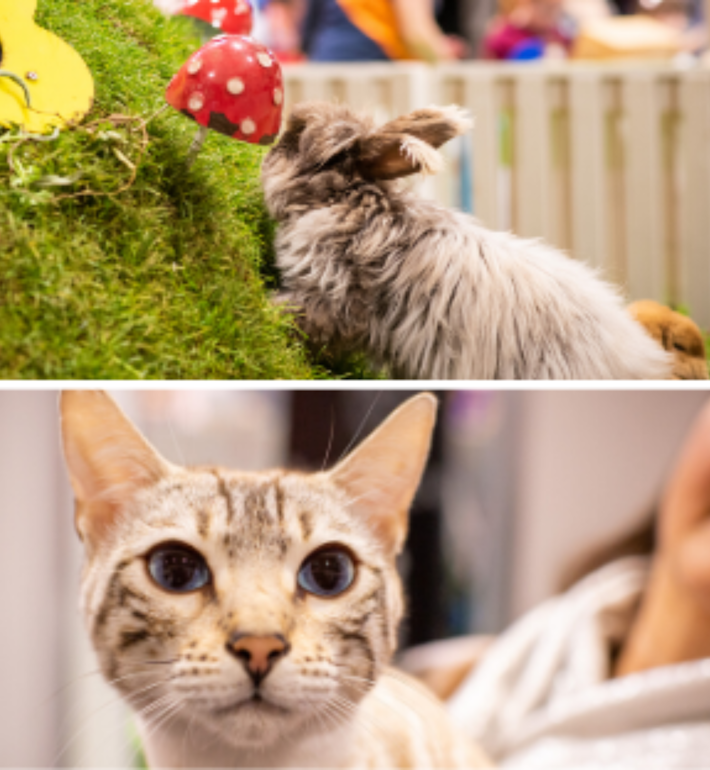 The National Pet Show