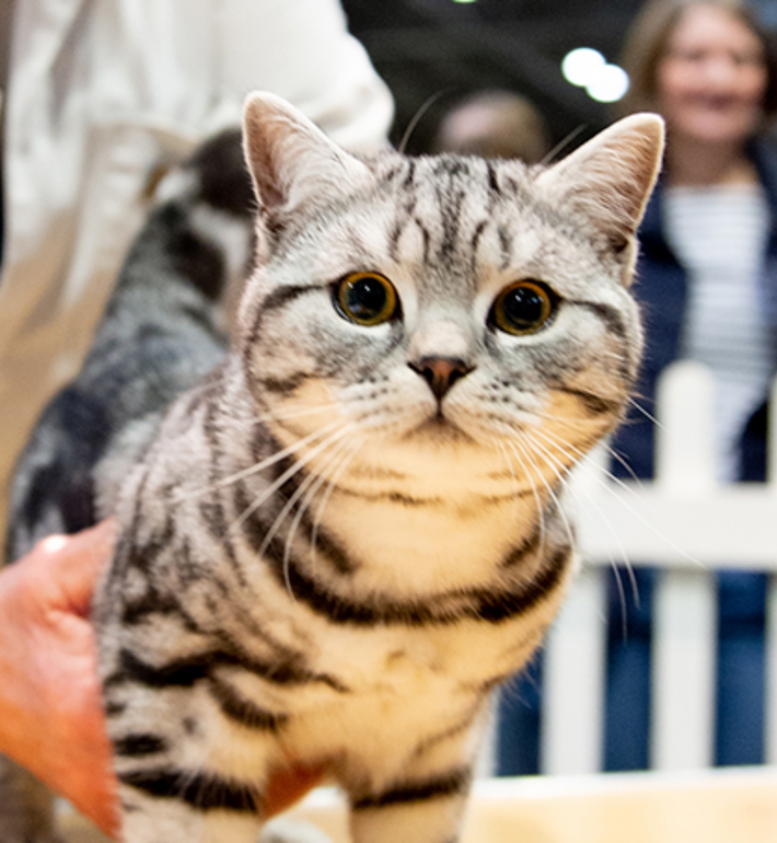 The GCCF Supreme Cat Show