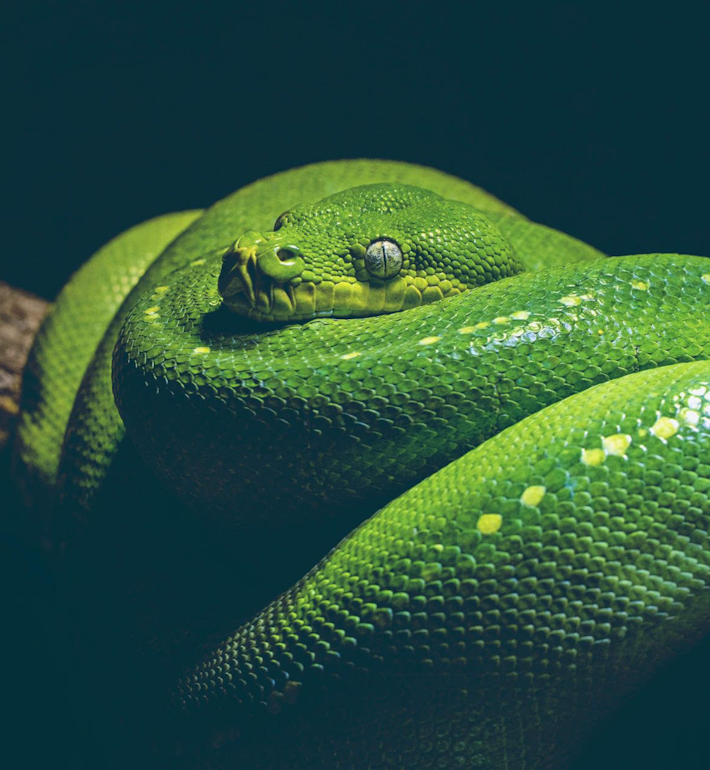 International Herpetological Society Show