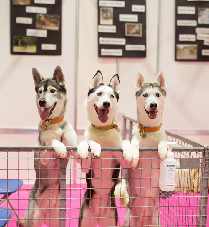 Discover Dogs