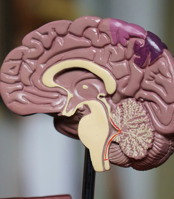The Alzheimer’s & Dementia Show