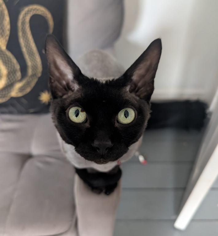Sphynx Cat Staring At Camera