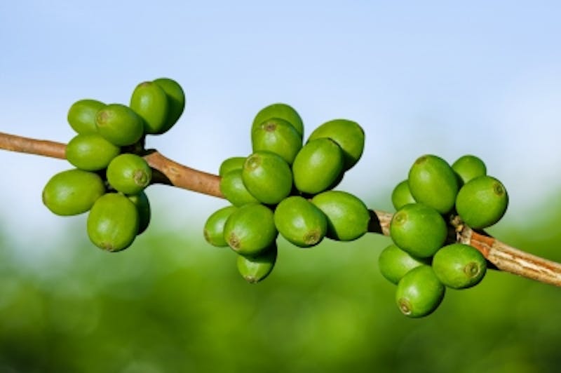 a close up of a branch of a tree with green berries