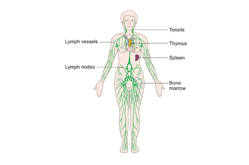 a diagram of the lymphatic system