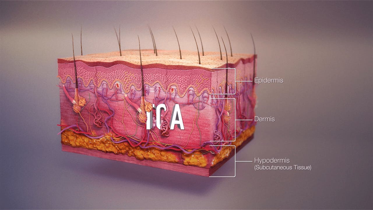skin layers diagram image