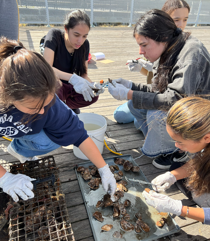 Upper School students participated in the Billion Oyster Project to restore the health of our city’s waterways.