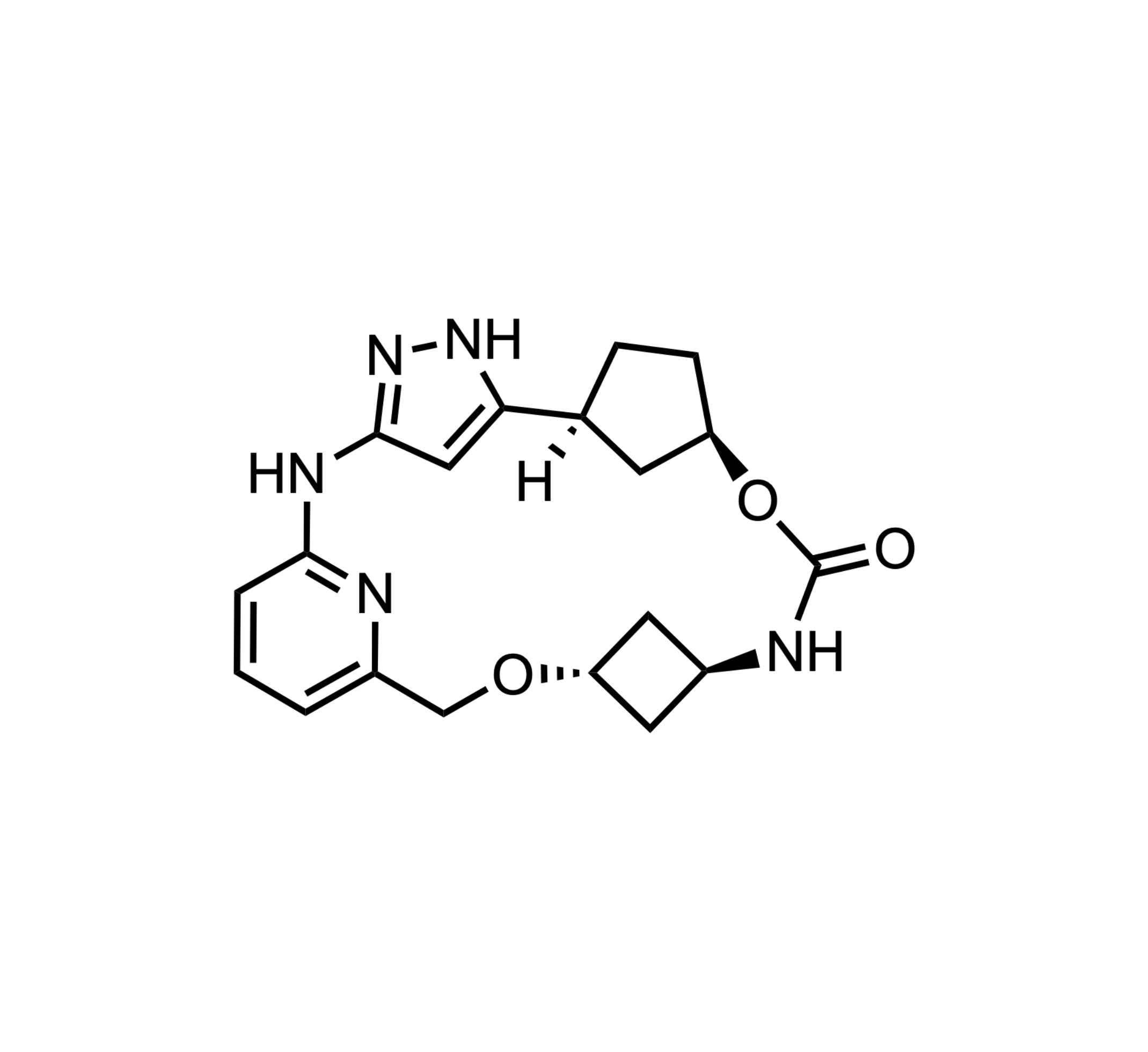 QR-6401, oral, macrocyclic CDK2 inhibitor, robust activity in ovarian cancer xenograft models, REGOR THERAPEUTICS GROUP, SHANGHAI, CN||