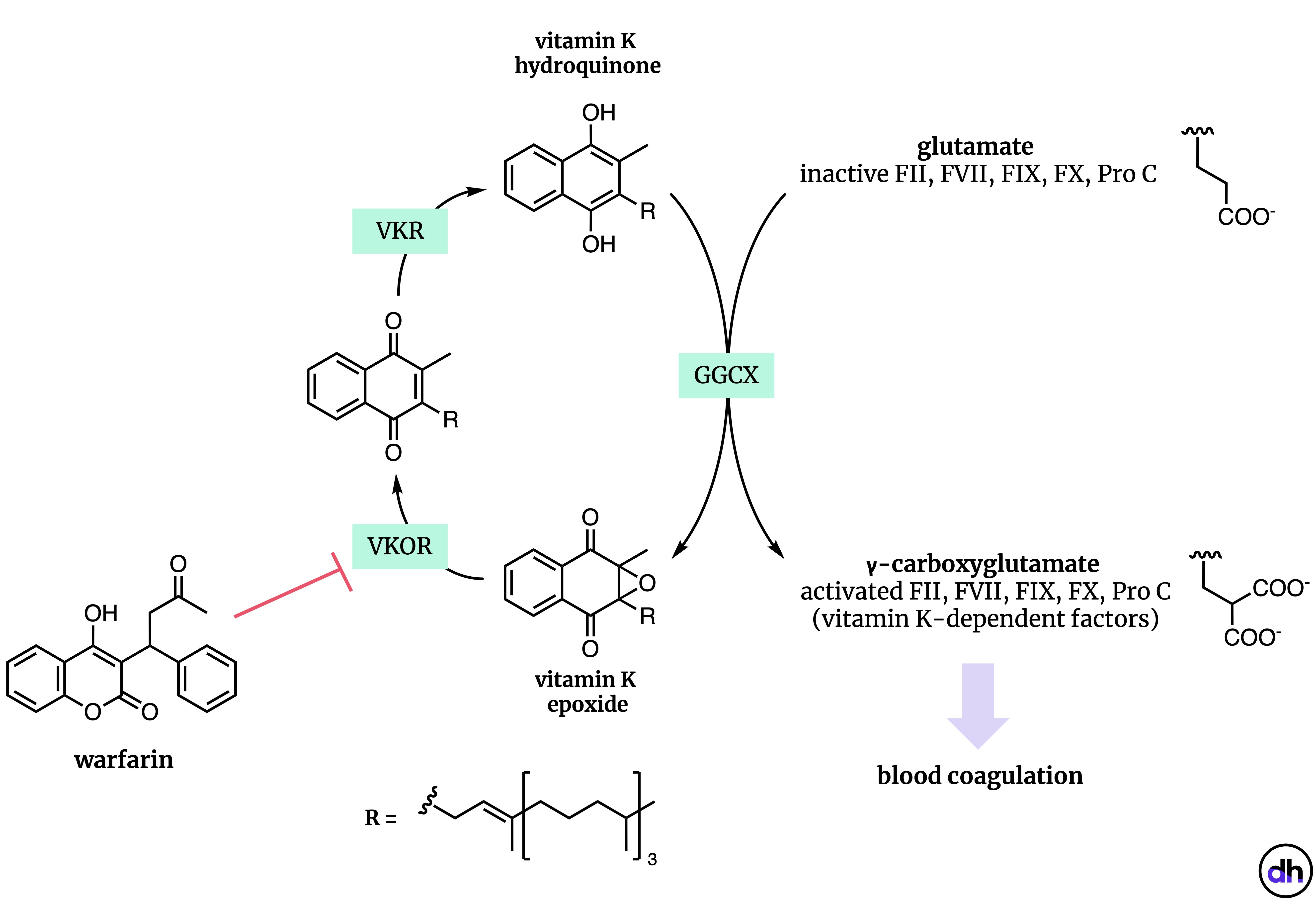 Figure 3. The vitamin K redox cycle and the mechanism of action of warfarin. Warfarin inhibits VKOR, which is essential for vitamin K turnover. Vitamin K hydroquinone is involved in a key step of the activation of clotting factors like Factor X, in which a glutamate residue is carboxylated.