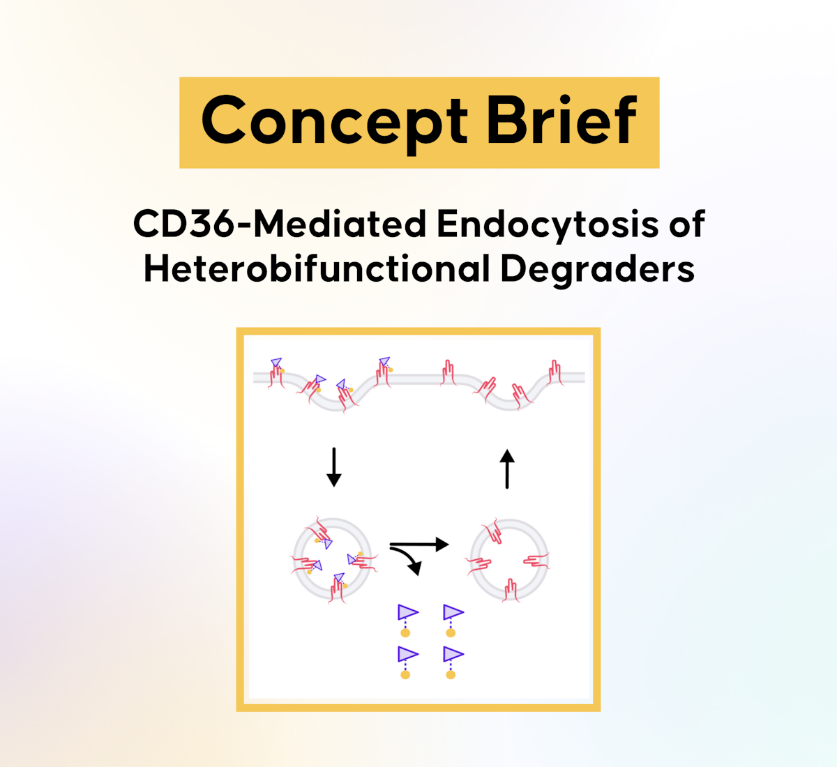 Ccd36 Form Example Cracking the Entry Code: CD36 as a Key Receptor for Heterobifunctional ...